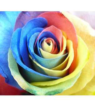 レインボーローズ カラフルなバラの花束